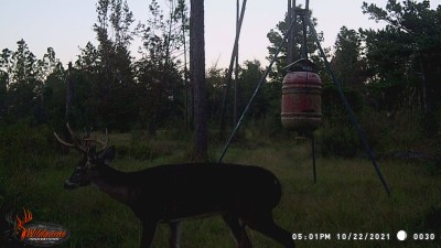 Look close between his antlers, there's another buck eyeballin' the clover patch.