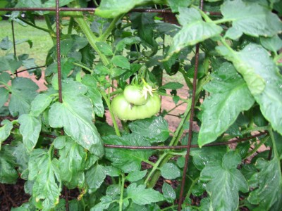 IMG_0005.JPG