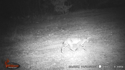 Bobcat.jpg
