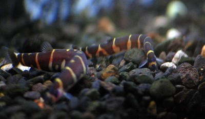 1102px-Loaches-2.jpg