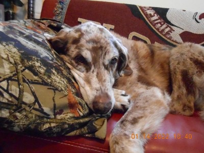 " On second thought, I'll just lay here."