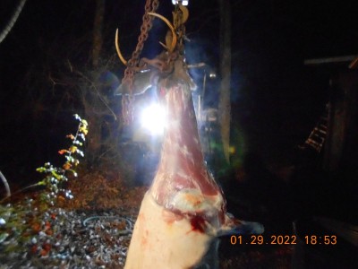 Steam coming off Bambi as he gets ready to have his britches pulled off.  He'll spend the next couple of days in the oak tree with the cold weather.  It was 30 degrees when I got done with him.  That's too cold for Florida!