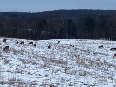 deer in back field.jpg