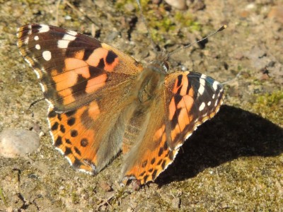 DSCN7686.JPG