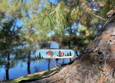 Bear Skiing at Lake.jpg