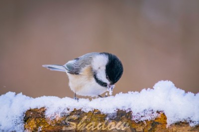 Chickadee 01-09-20-2 1.jpg