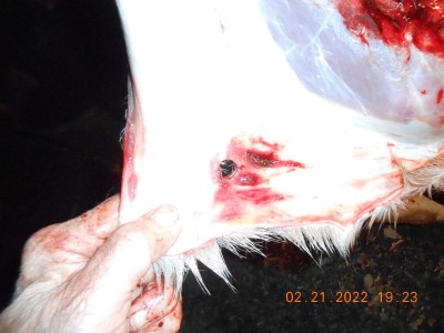 50 caliber hole in the hide.