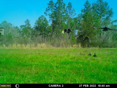 The Turkey Buzzards have the red heads.
