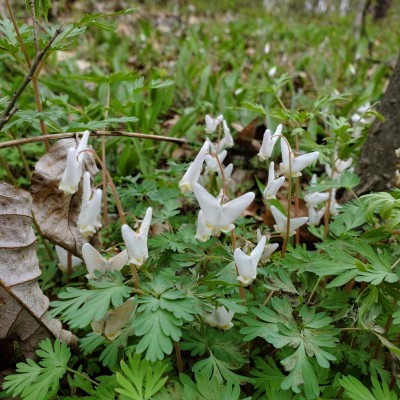 Dutchmans Breeches