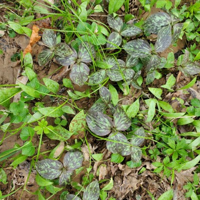 Trillium, not yet in bloom