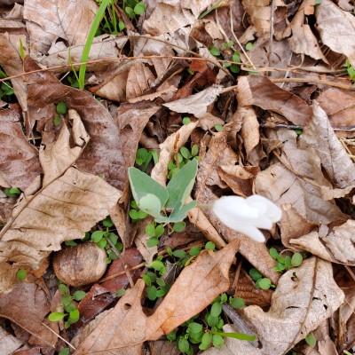 Bloodroot