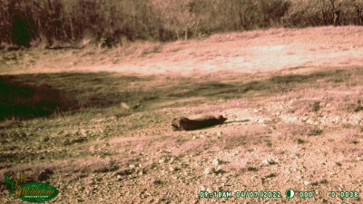 Bobcat