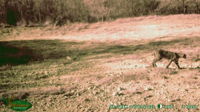 Bobcat