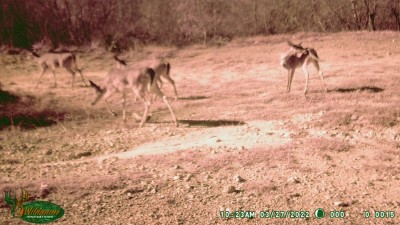 Deer