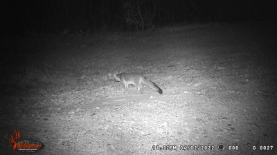 Gray Fox