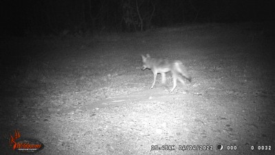Coyote