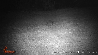 Raccoon