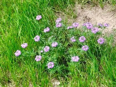 Prairie verbena