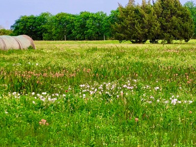 Pink primrose, Indian paintbrush