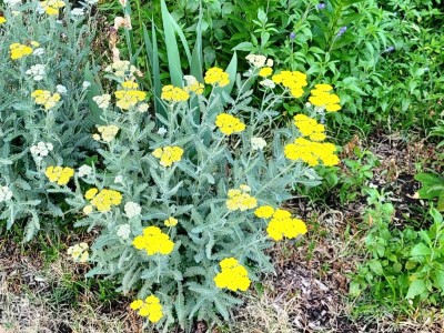 Yarrow