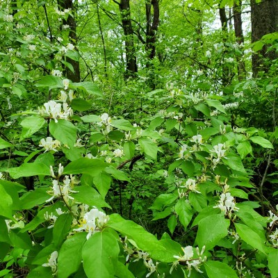 Honeysuckle