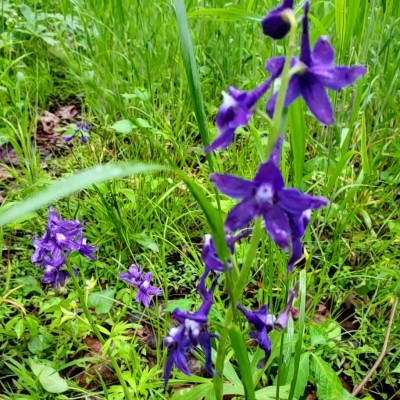 Larkspur