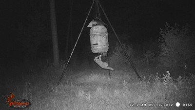 Beginning to see more athletic racoons.