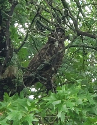 Great Horned Owl