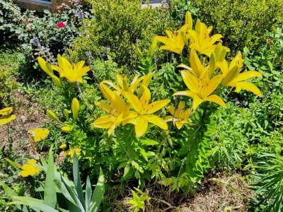 Yellow Trumpet Lillies
