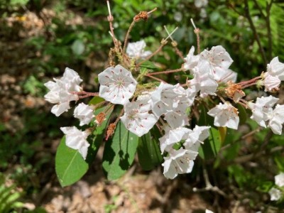 the laurel were in bloom