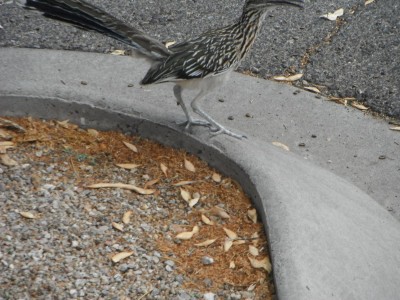 DSCF6855.JPG