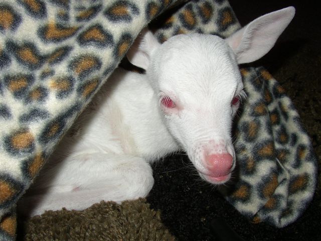 albino fawn 1.jpg