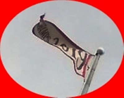 IMG 300% Cropped.jpg