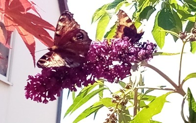 IMG_20220717_105455_279.jpg