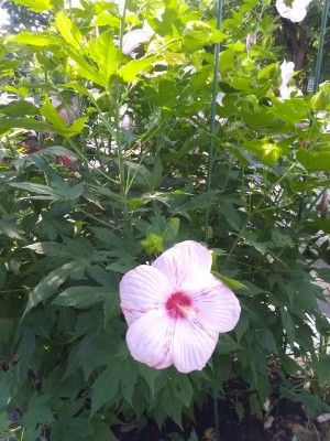 IMG_20220713_093531165.jpg