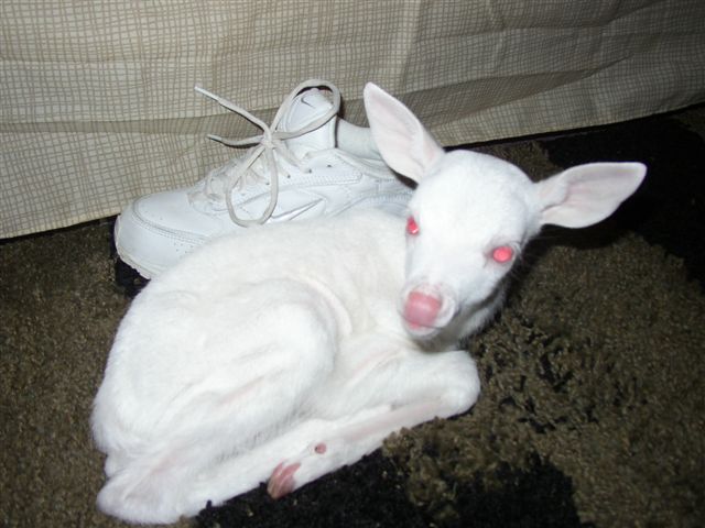 Check The Shoe For Idea Of Size