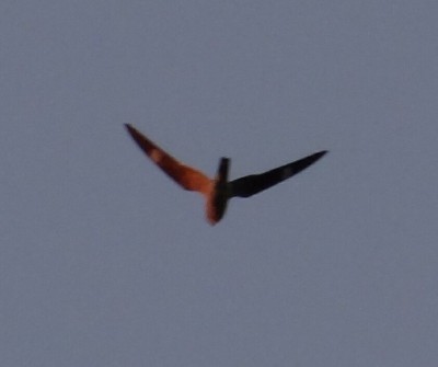 Common Nighthawk