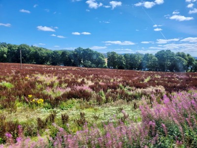 Scottish countryside wildflowers