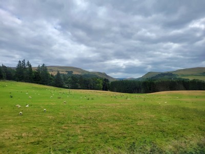 Grazing sheep, Scottish Highlands