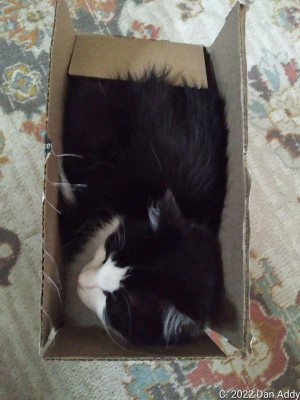 Big Cat Small Box (1).jpg