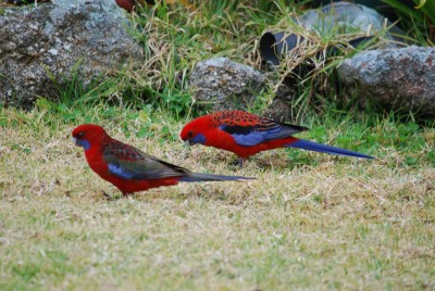 DSC_3085.JPG