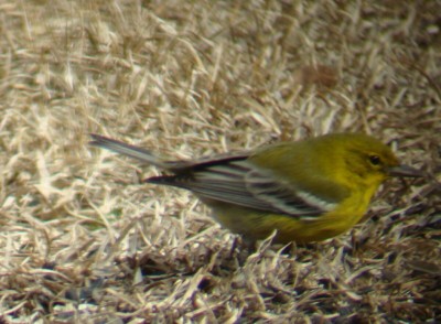 Pine Warbler
