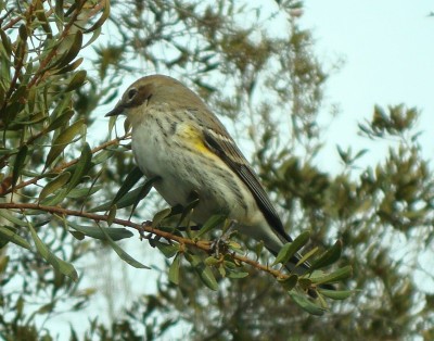 Yellow-rumped Warber