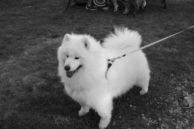 _MG_2620.JPG