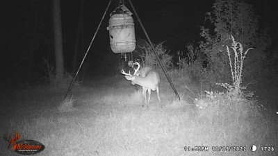 A pretty good deer for these parts.