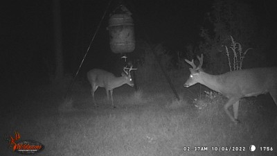 A 5 point still in velvet for some reason?
