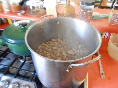 Checking the pot.