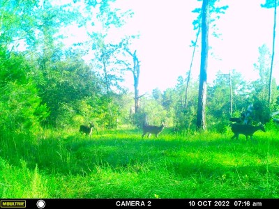 MFDC2350.JPG (294.66 KiB) Viewed 1334 times 3 does coming out of some thick woods.