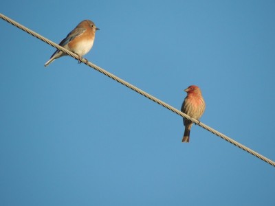 Bluebird and male House Finch in conversation