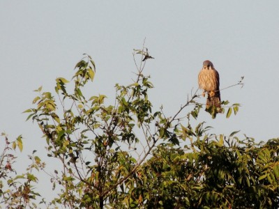 Kestral